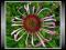 Jeżówka Blada (Echinacea pallida) Nasiona
