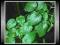 Scullcap Tarczyca (Lateriflora Scutellaria)Nasiona