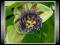 Męczennica Passiflora Maliformis Nasiona
