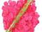 Konfetti strzelające różowe PŁATKI RÓŻY 60 cm Ślub