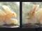 Figurka z onyx marmuru zajaczek 72 gr zobacz