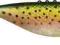 Dragon V-Lures Fatty 2,5