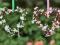 Uroczy WIANEK stroik SERDUSZKO RÓŻ w kwiatki 18 cm
