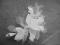 Stroik ślubny fascynator kwiat ecrue M34E HIT