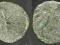 1301. WŁADYSŁAW WARNEŃCZYK (1434-1444) denar