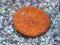 Fungia sp. Orange 1191