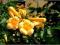 Milin amerykański Flava żółty C2 20-50cm