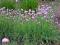 Szczypiorek (Allium schoenoprasum) [ORGANICZNY]