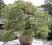 Sosna gęstokwiatowa (Pinus densiflora) [BONSAI]