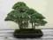 Jałowiec chiński (Juniperus chinensis) [BONSAI]