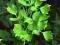 Lubczyk ogrodowy (Levisticum officinale)