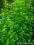 Micranthemum umbrosum - roślina z hodowli wodnej