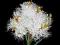 Melaleuca alternifolia - DRZEWO HERBACIANE nasiona