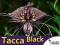 Kwiat Nietoperz Czarny - Tacca Chantrieri -nasiona