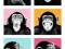 The Chimp Smieszne Malpy Pop Art plakat