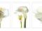 Plakat obraz 50x100 Calla Lilies WG06089