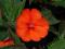 Sunpatiens Vigorous Orange