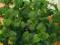 Melisa Cytrynowa Limonella nasiona ziół 0,5g TORAF