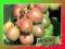 Kiwi Aktinidia Geneva czerwone owoce art. nr 487