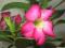 Róża pustyni (Adenium obesum) SUPER NASIONA BONSAI