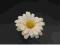 Kwiatki margerytki z taśmą, kremowy, 5cm, 1op.