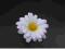 Kwiatki margerytki z taśmą, biały, 5cm, 1op.