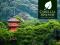 Herbata Zielona Japońska Bancha Arashiyama BIO 50g