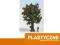 Drzewko JAWOR 9cm do Makiet Dioram NOCH 012