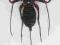 Hypoctonus rangunensis skorpion Tajlandia