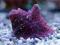 Ricordea yuma purple-red 2095