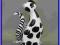 Dalmatyńczyk czy duży szklany kot z Murano