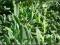 Estragon (Artemisia dracunculus) SADZONKA