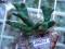 Montipora zielona (JM0363) 2191