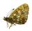 Motyl - Boloria selene selene, samiec