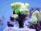 Caulastrea furcata fluo (JM0242) 2234