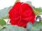 Begonia Bulwiasta Nonstop Red duże sadzonki Piękna