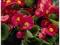 Begonia wiecznie kwitnąca różowa duże sadzonki