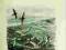 SEABIRDS: A NATURAL HISTORY A.J. Gaston KURIER 9zł