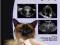 BSAVA MANUAL OF CANINE AND FELINE ULTRASONOGRAPHY