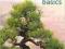 BONSAI BASICS Colin Lewis KURIER 9zł