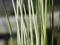 Scirpus lacustris 'Albescens' - Oczeret jeziorny