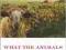 WHAT THE ANIMALS TAUGHT ME Stephanie Marohn