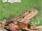 BEARDED DRAGONS POM (PET OWNER'S MANUALS)