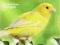 CANARIES: A COMPLETE PET OWNER'S MANUAL Haupt