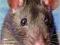RATS (BARRON'S COMPLETE PET OWNER'S MANUALS) Daly