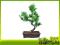 Lagerstremia indyjska - bonsai domowy
