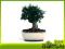 Oliwka europejska - bonsai domowy
