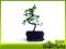 Karmona drobnolistna - bonsai domowy