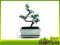 Sageretia - bonsai domowy