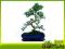 Karmona drobnolistna - bonsai domowy